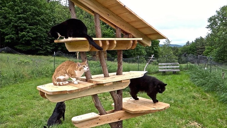 Cat Tree - building a multilevel cat entertainment center