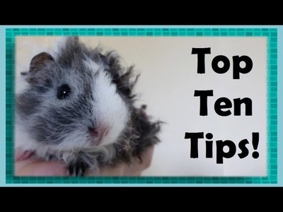Top Ten Tips for New Guinea Pig Owners!