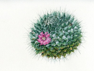 Watercolor Painting Time Lapse - Cactus