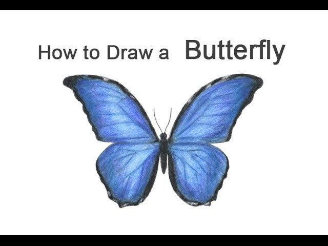 How to Draw a Butterfly (Blue Morpho)
