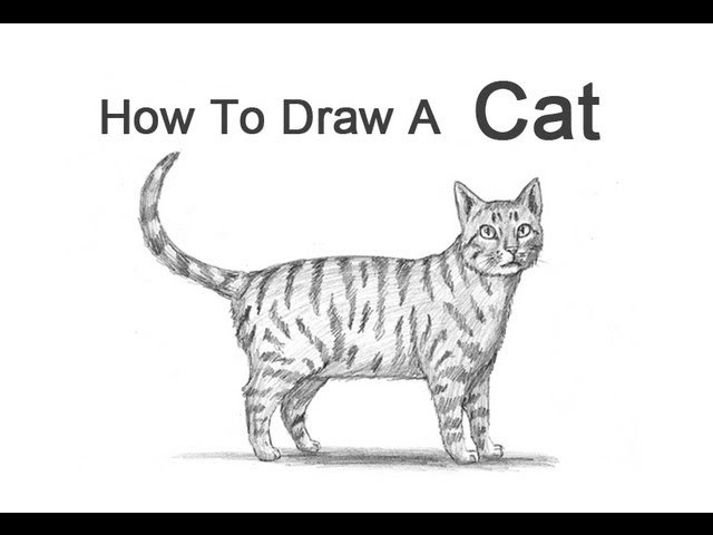 How to Draw a Cat (Tabby)