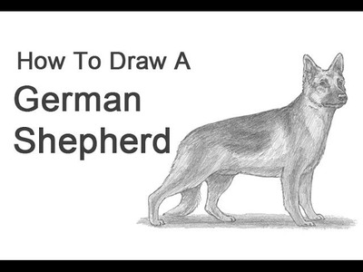 How to Draw a Dog (German Shepherd)