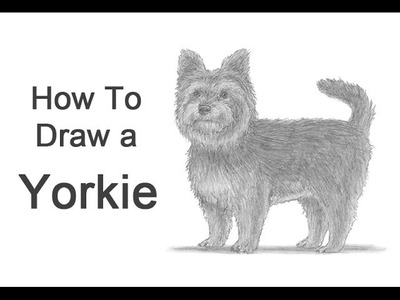 How to Draw a Dog (Yorkshire Terrier)
