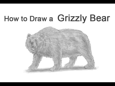 How to Draw a Grizzly Bear Growling