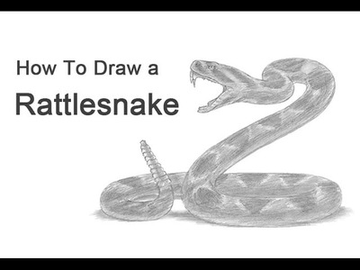 How to Draw a Snake (Diamondback Rattlesnake)