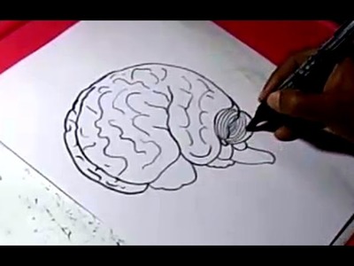 How to HUMAN BRAIN Drawing For Kids step by step