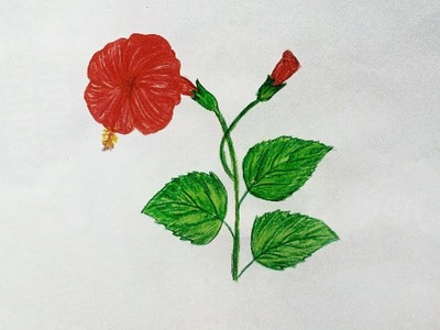 How to draw hibiscus flower easy and simple way