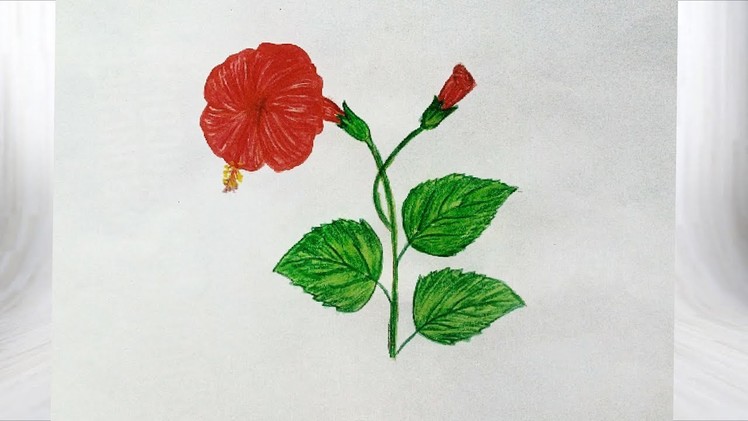 How to draw hibiscus flower easy and simple way