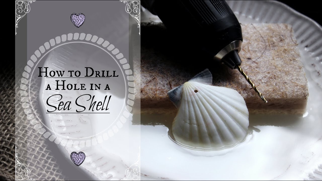 how-to-drill-a-hole-in-a-seashell-drilling-holes-in-shells-tutorial