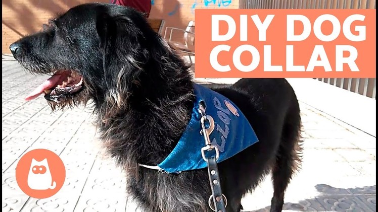 DIY Dog Collar - Easy Crafts