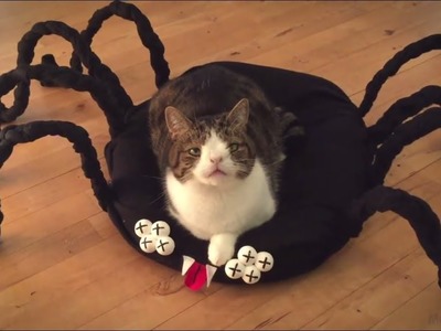 DIY Halloween spider cat bed