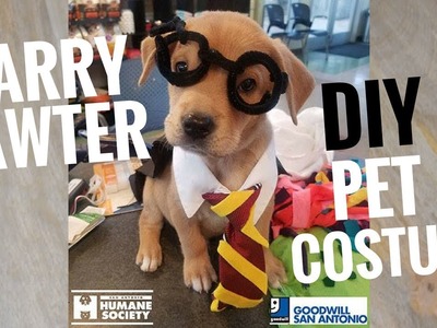 DIY Harry Pawter Pet Costume