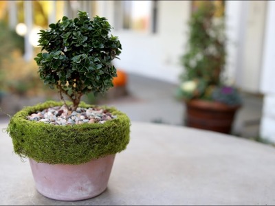 DIY Moss-Rimmed Pot. Garden Answer