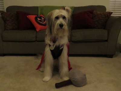 DIY Pet Halloween Costume - Thor