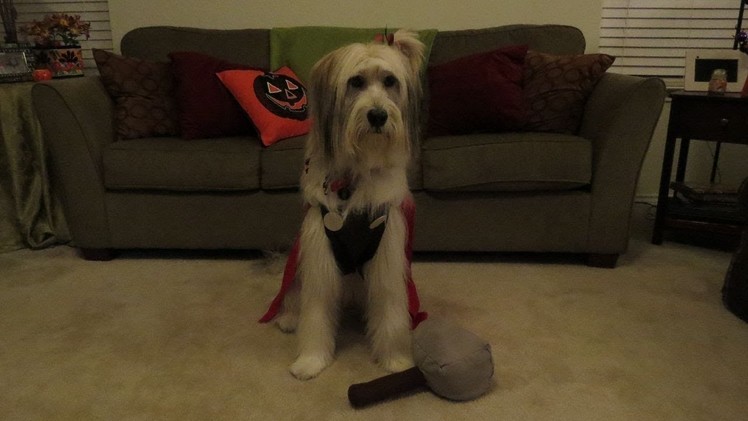 DIY Pet Halloween Costume - Thor