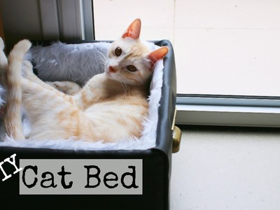 DIY Cat Bed With No Money | DanDIY