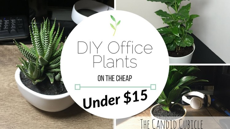 DIY Office Plants: On the Cheap! Under $15