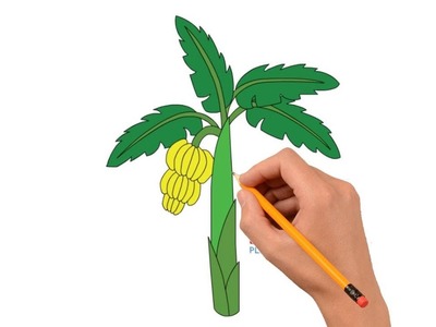 How to Draw a Banana Tree Step by Step Easy For Kids