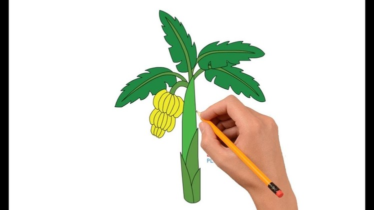 How to Draw a Banana Tree Step by Step Easy For Kids