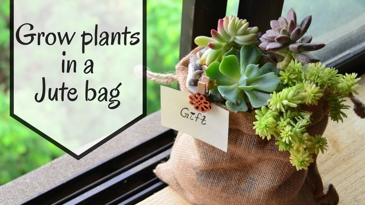Growing Succulents in a Jute bag|  Unique Gift Idea | DIY. Garden Up