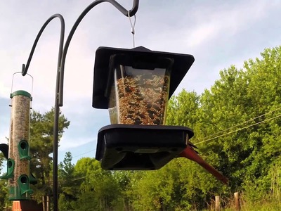 How to Attract Colorful Birds to Your Yard