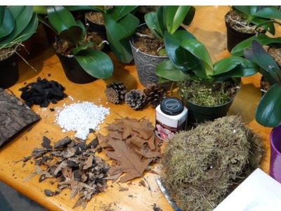 How to prepare the best potting media for Phalaenopsis orchids