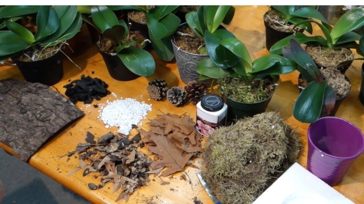 How to prepare the best potting media for Phalaenopsis orchids