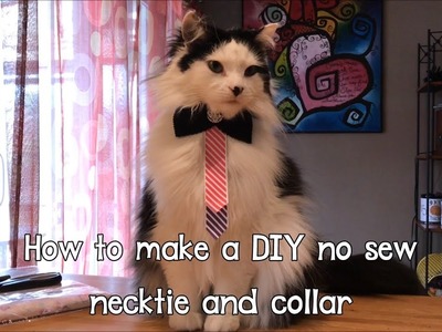 The Oreo Cat: DIY no sew pet necktie & collar
