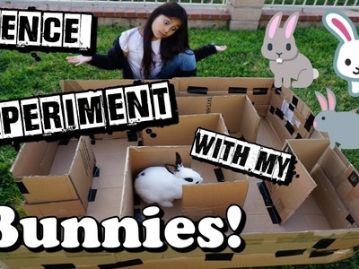 Bunny Maze Science Project!