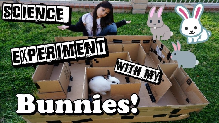 Bunny Maze Science Project!