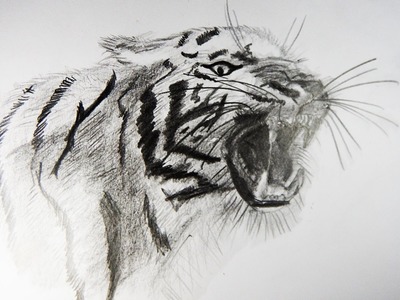 Cómo Dibujar un Tigre Realista. How to Draw a Tiger