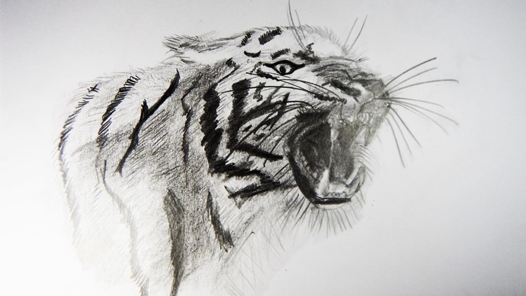 Cómo Dibujar un Tigre Realista. How to Draw a Tiger