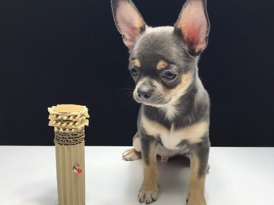 How to Make Amazing Puppy Dog Electric Comb from Cardboard and DC Motor