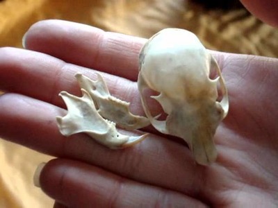 The fragility of small animal bones