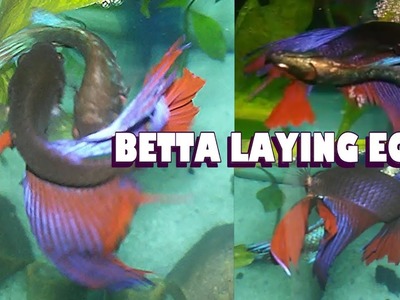 BETTA male-female Laying Egg ::SMALL BETTA FISH TANK