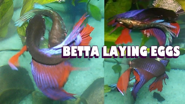 BETTA male-female Laying Egg ::SMALL BETTA FISH TANK