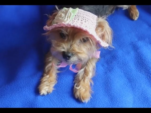 Gorro sombrero de verano para perro.how to make a sammer dog hat