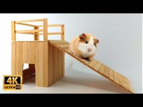 HOW TO MAKE HAMSTER HOUSE