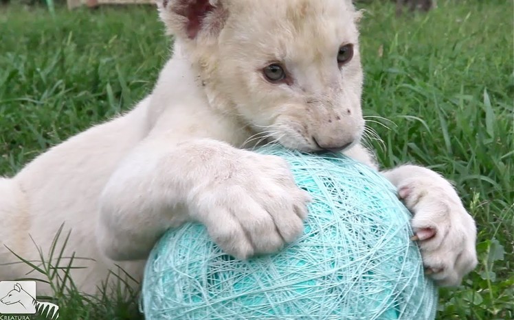 Lion Cub Kwanza Loves His Ball Of Yarn