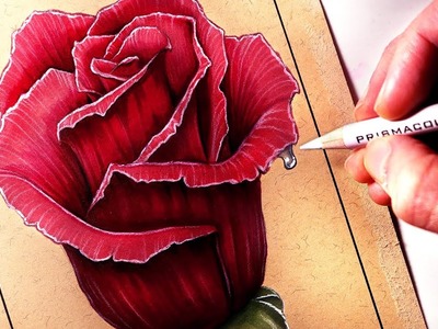 How to Draw a Rose - Coloured Drawing