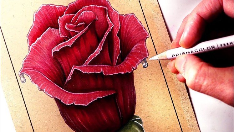 How to Draw a Rose - Coloured Drawing
