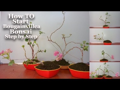 How to Start Bougainvillea Bonsai Step by Step | Start Bougainvillea Bonsai Growing Tips | Bonsai |
