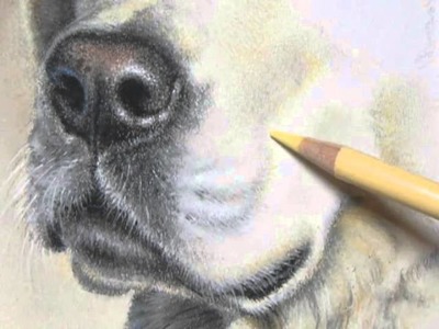 Pastel Painting Demonstration-Labrador Retriever by Roberta "Roby" Baer PSA