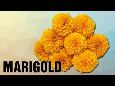How To Pronounce Marigold | Pronunciation In HINDI | Flowers | HD | Lehren Kids