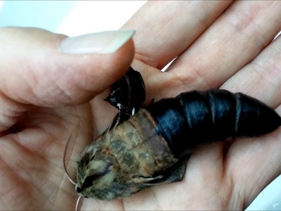 Hawk Moth Hatching from Pupa in a Man's Hand