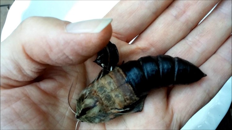 Hawk Moth Hatching from Pupa in a Man's Hand