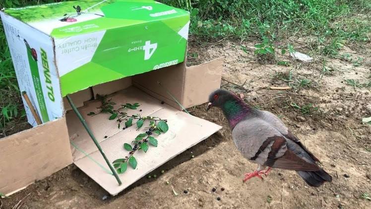 Wow Bird Trap Using Paper Box - Simple Bird Trap In My Village