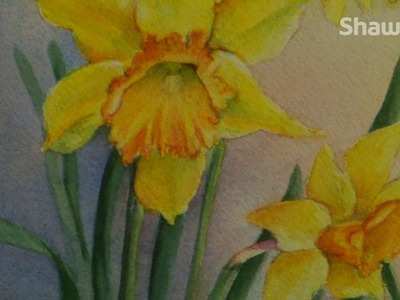 Daffodil Paintings