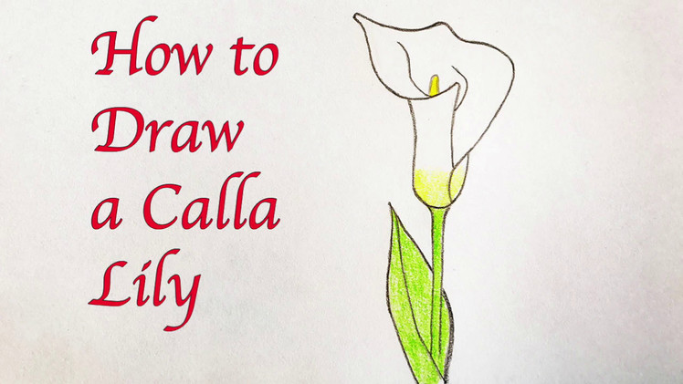 Drawing for Kids : How to Draw a Calla Lily