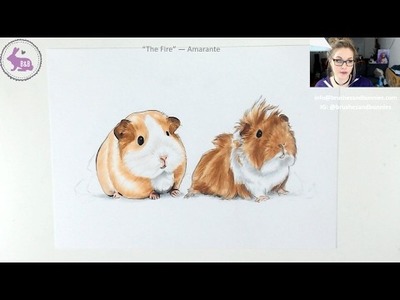 How to draw a guinea pig - LIVE Art Lesson
